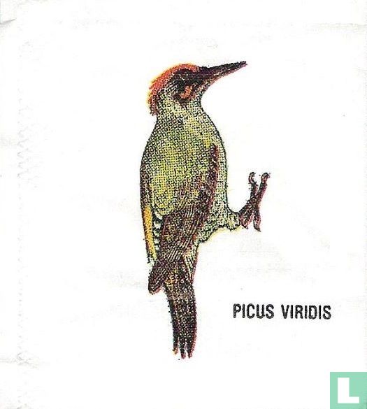 Picus Viridis