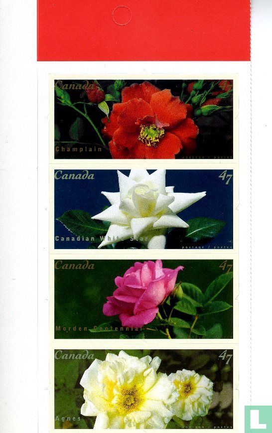 Variétés de rose