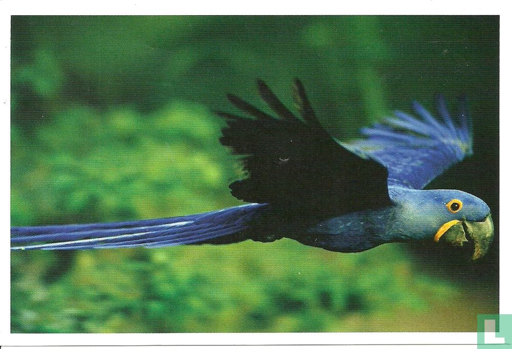 Vogels: Papegaai