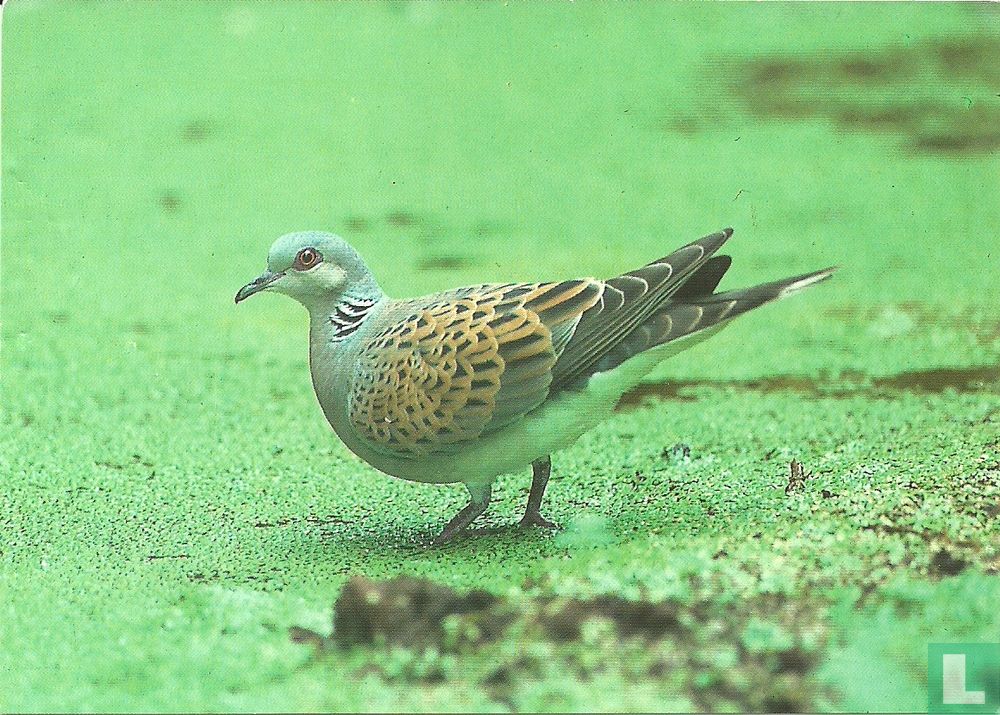 Tortelduif