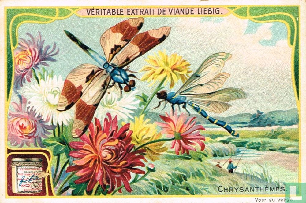 Chrysanthémes