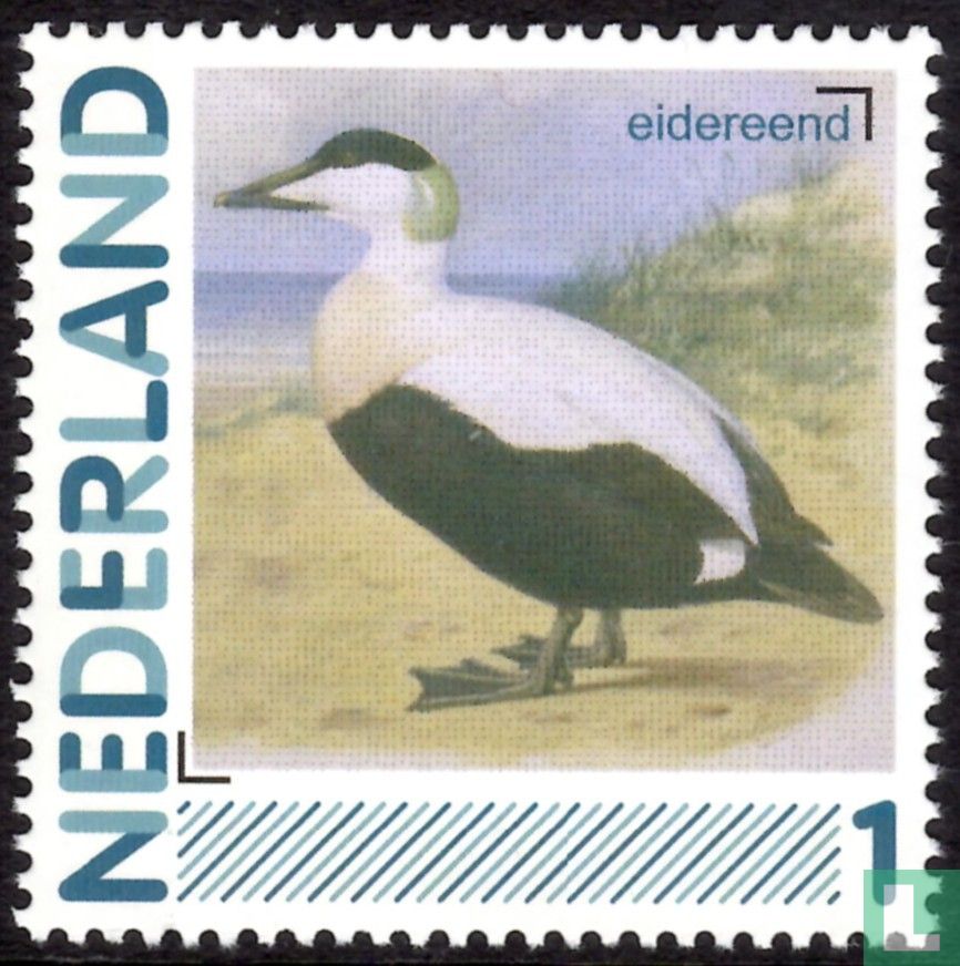 Common eider