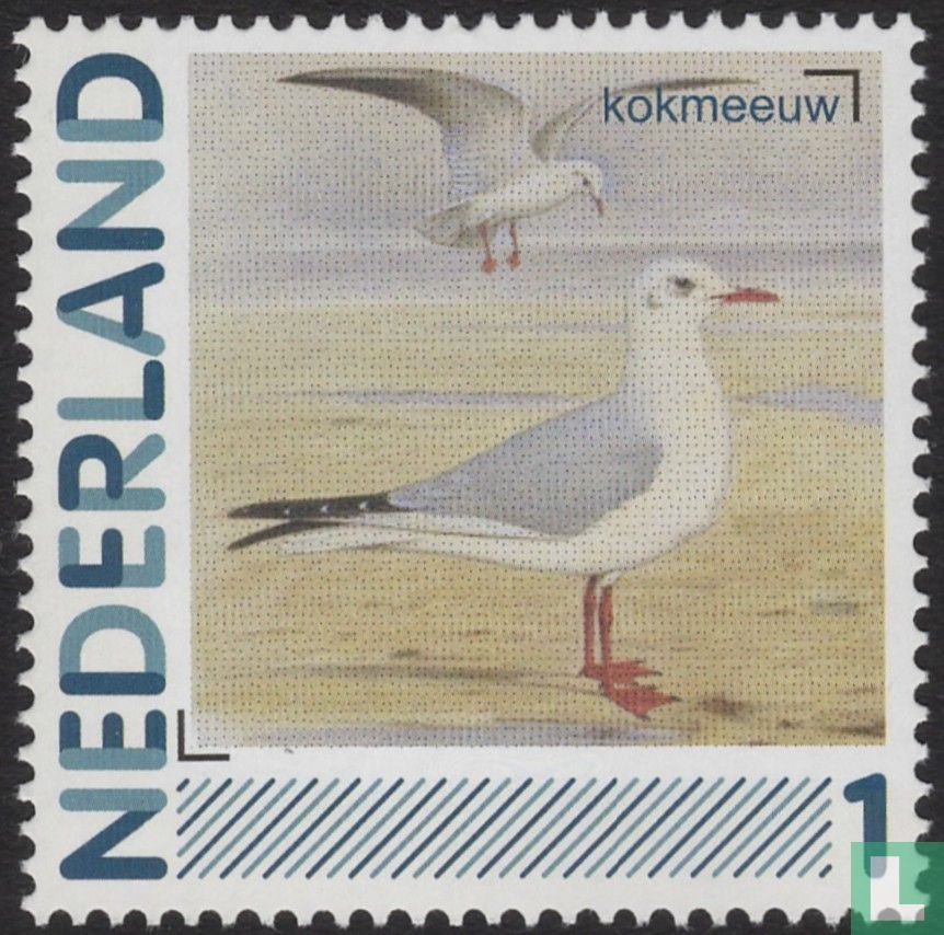 Mouette rieuse