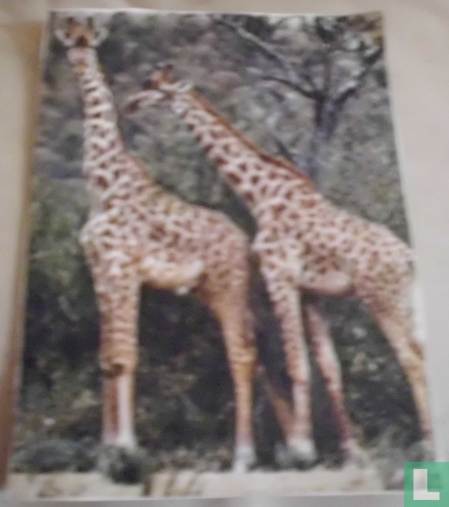 Giraffen