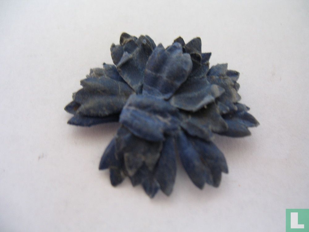 Aster
