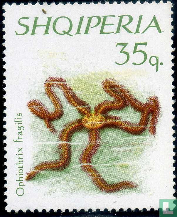 Spiny sea animals