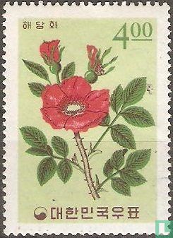 Faltenrose