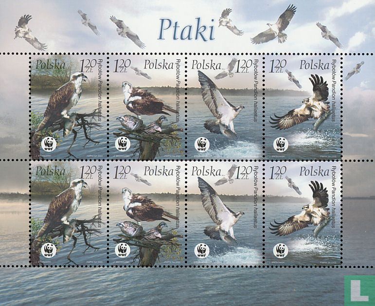 Osprey