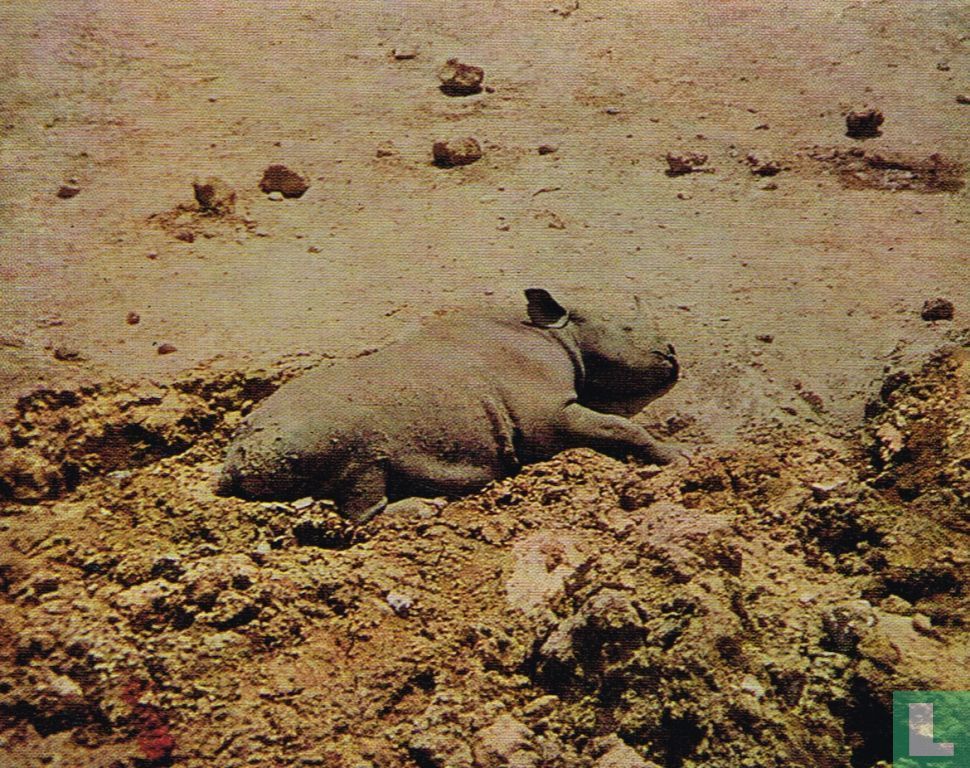 Neushoorn