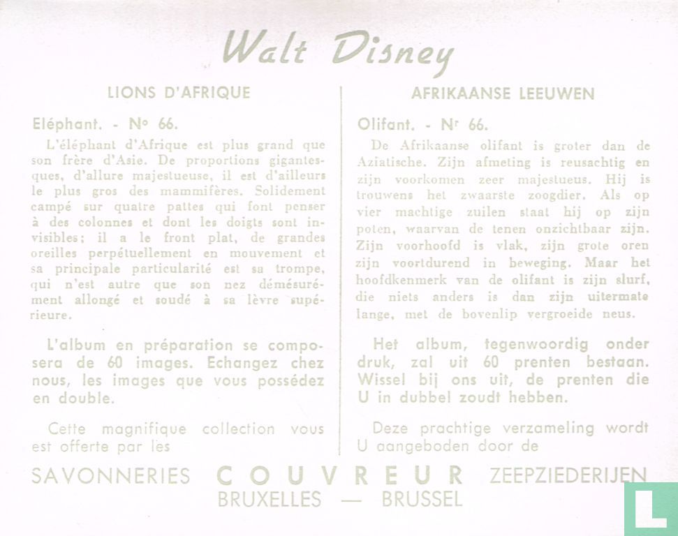 Olifant.
