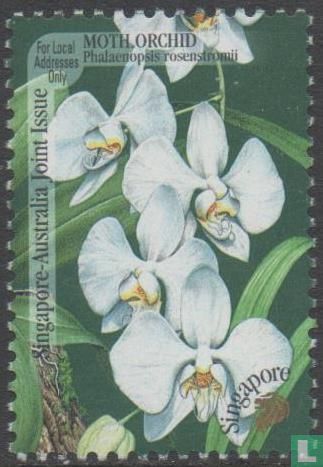Orchids