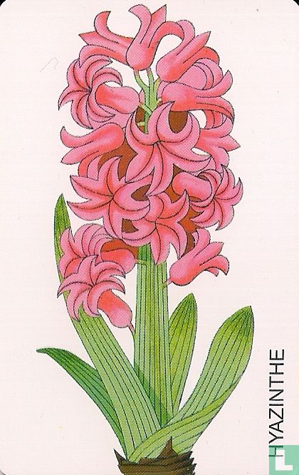 Die Hyazinthe