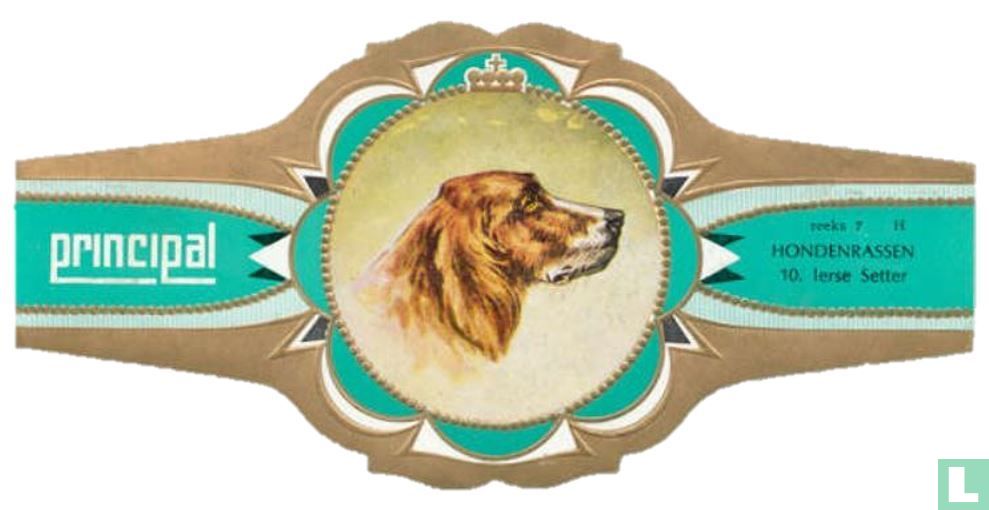 Ierse Setter