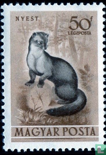 Beech marten