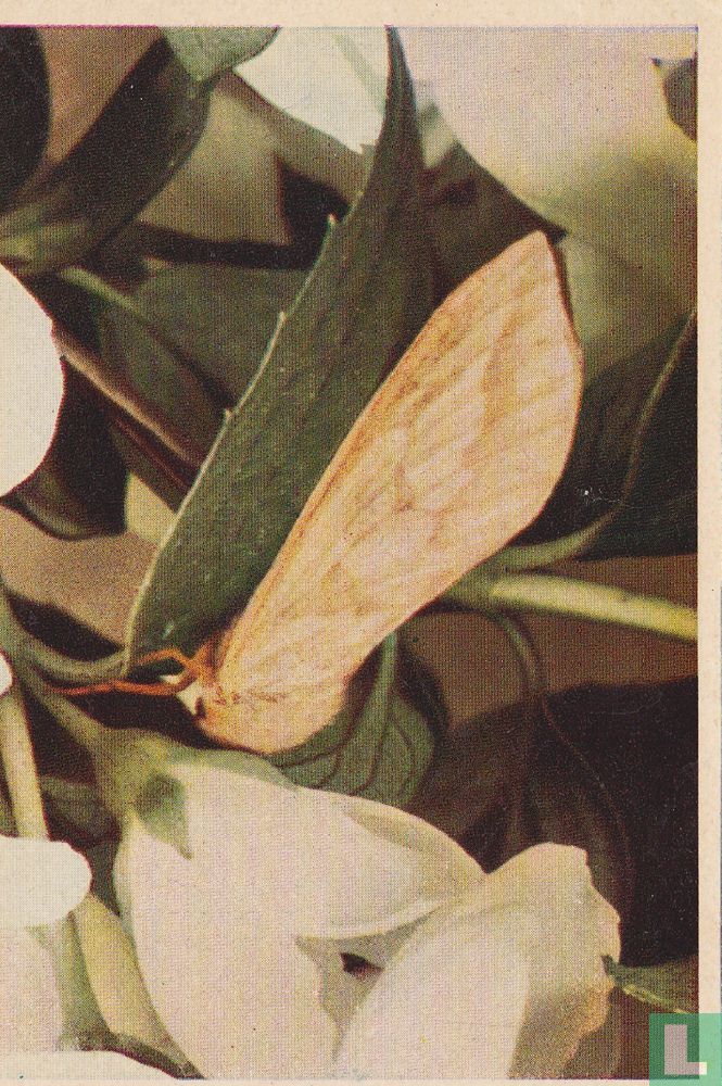 Hepialus
