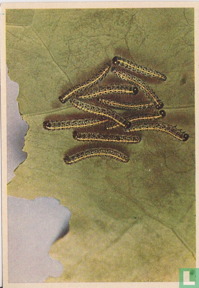 Rups van koolwitje