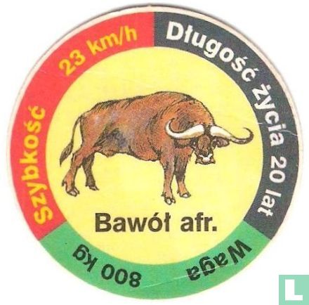 Bawół Afr.