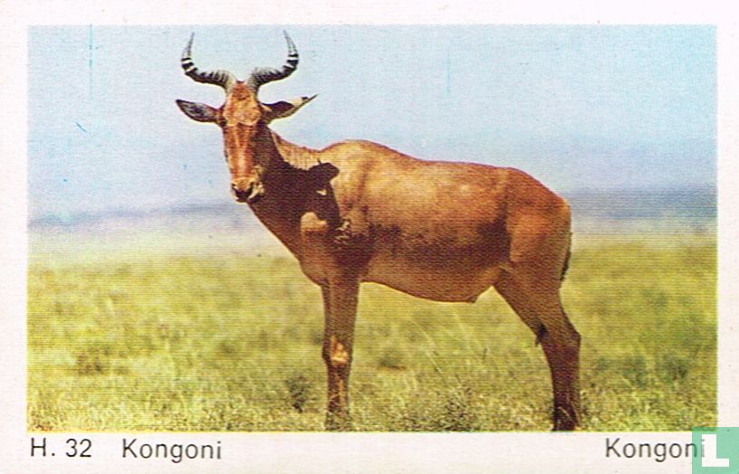 Kongoni