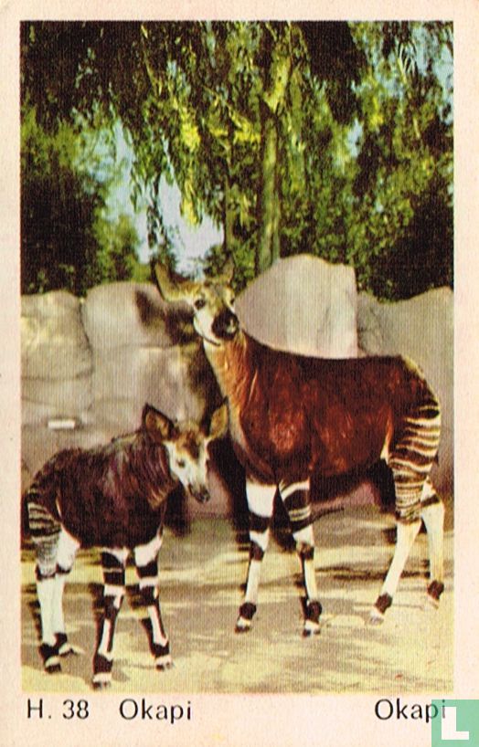 Okapi