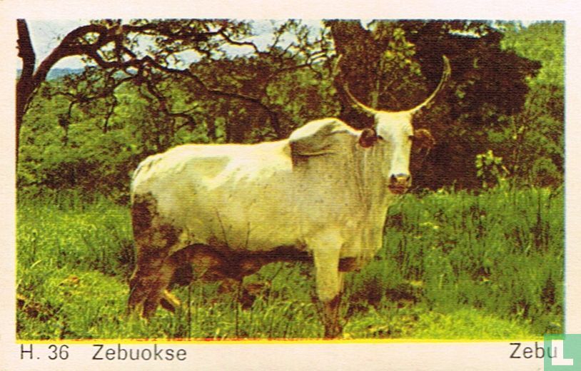 Zebu