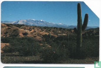 Pampa Cactus