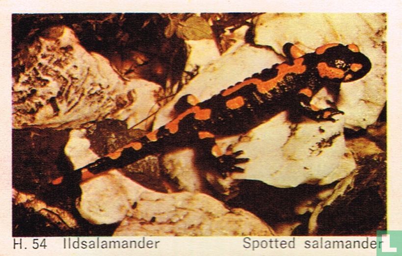 Spotted salamander