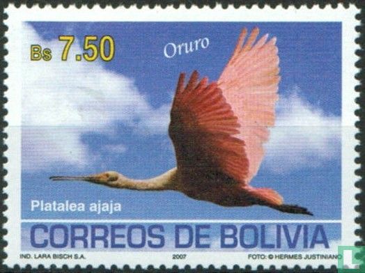 Vögel aus Oruro