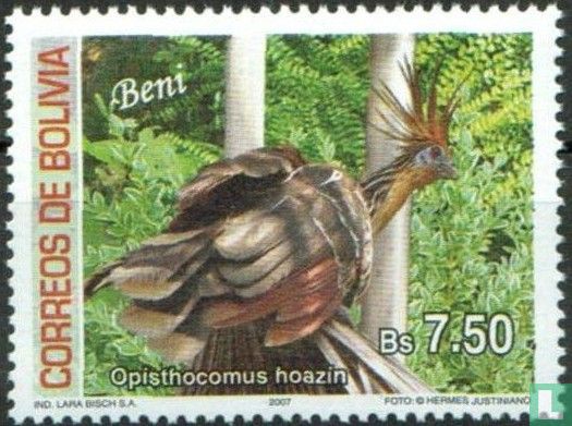 Vögel aus Beni