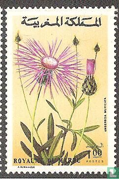 Moroccan flora