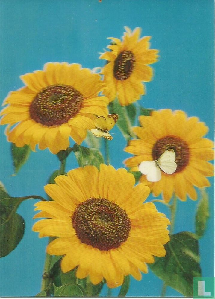 Sun Flower