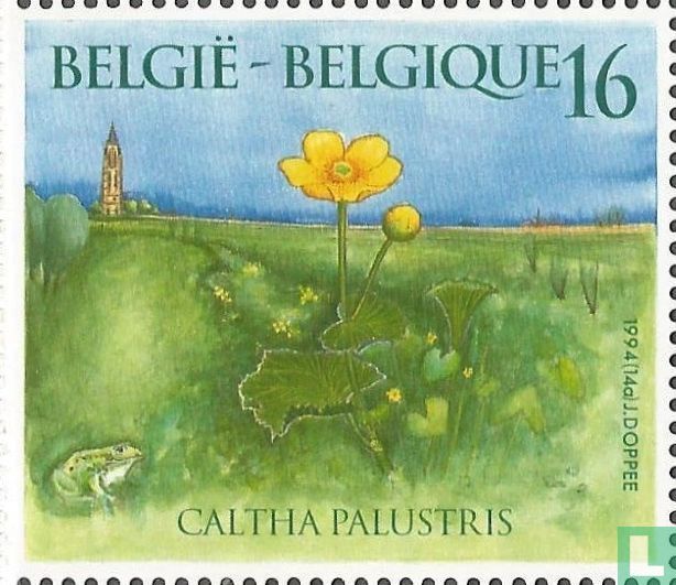 Sumpfdotterblume