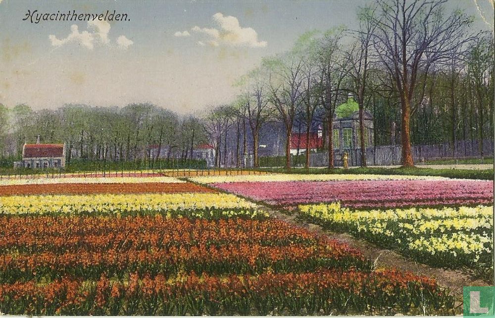 Hyacinthenvelden