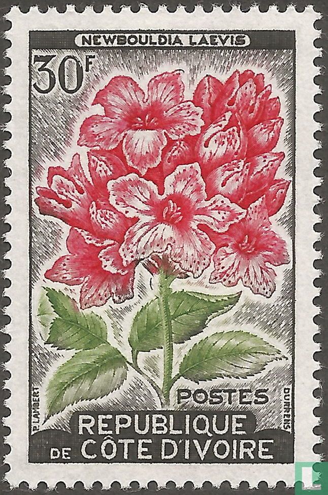 Fleurs