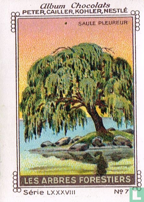 Saule pleureur