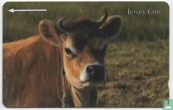 Jersey Cow