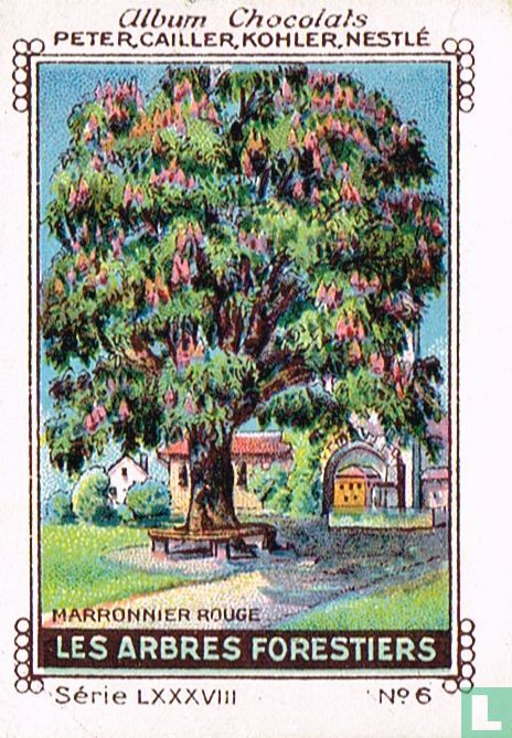 Marronnier rouge