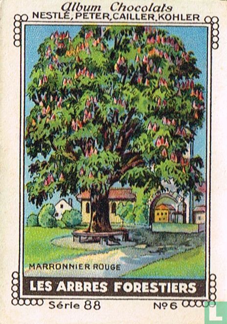 Marronnier rouge