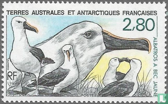 Albatros à bec jaune