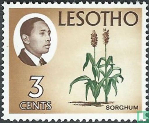 Sorghum