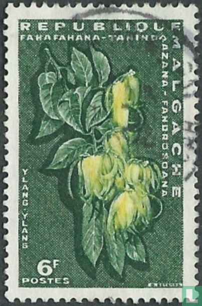 Ylang Ylang