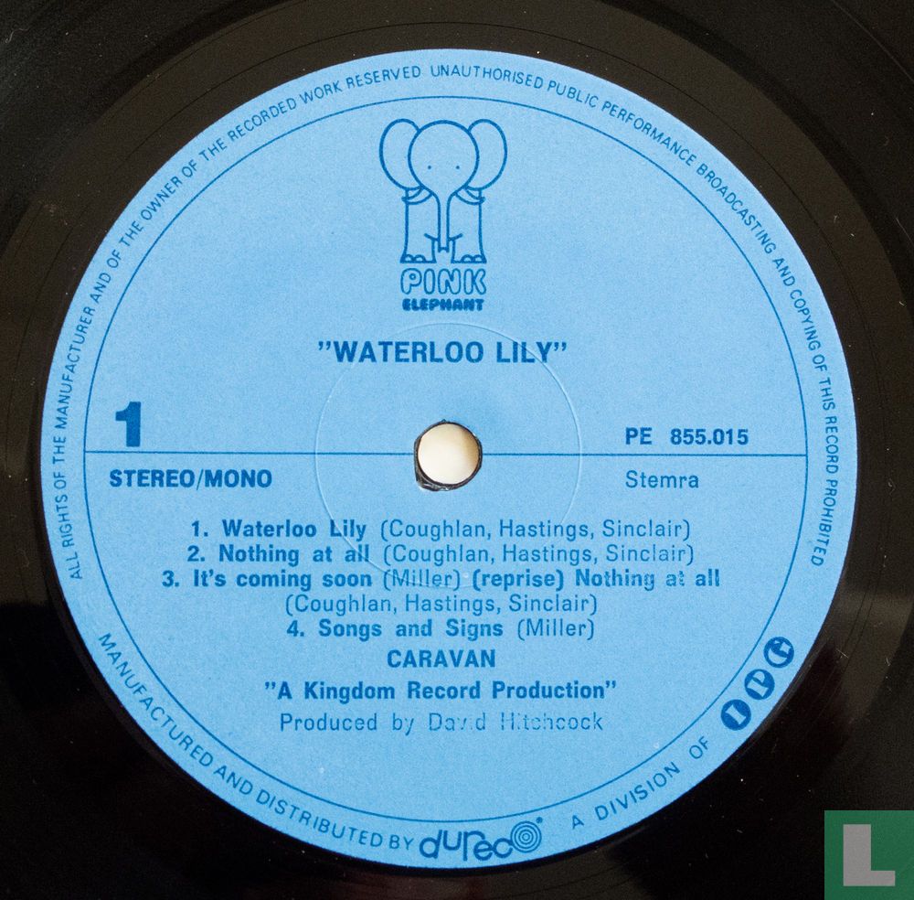 Waterloo Lily