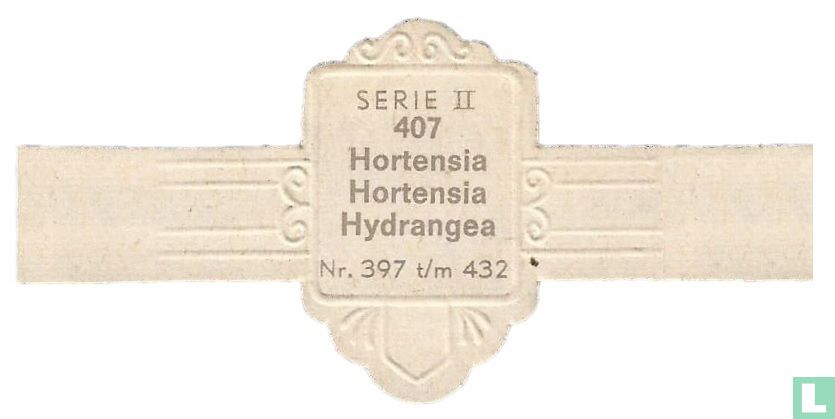 Hortensia - Hydrangea