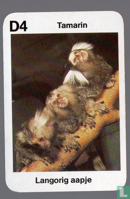 Tamarin/Langorig aapje
