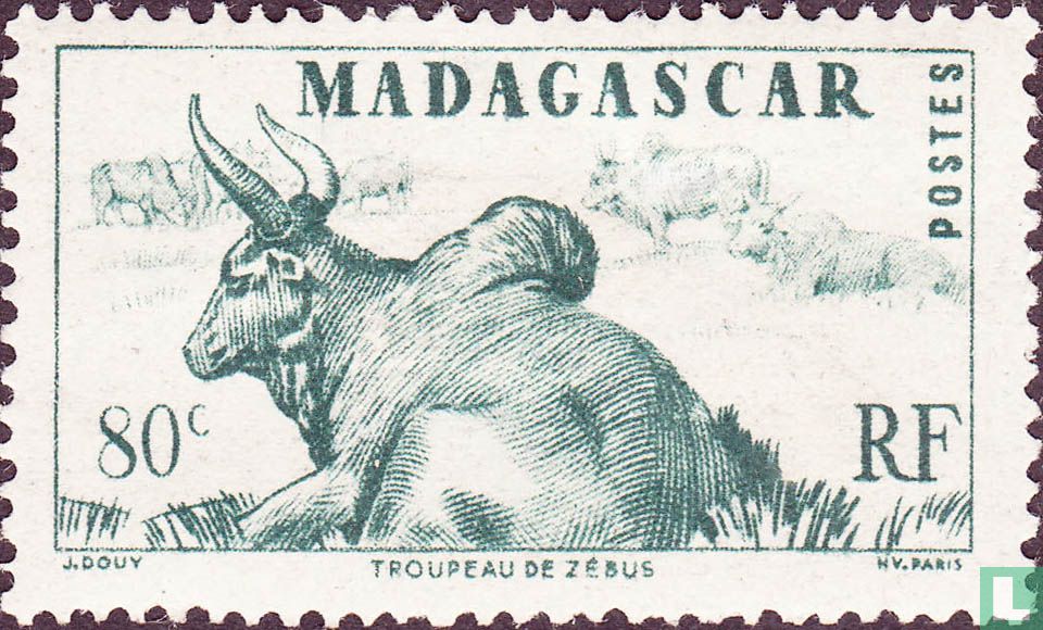 Zébus