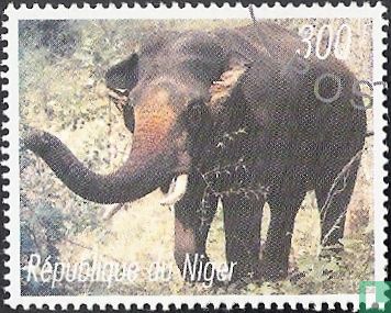 Elephants