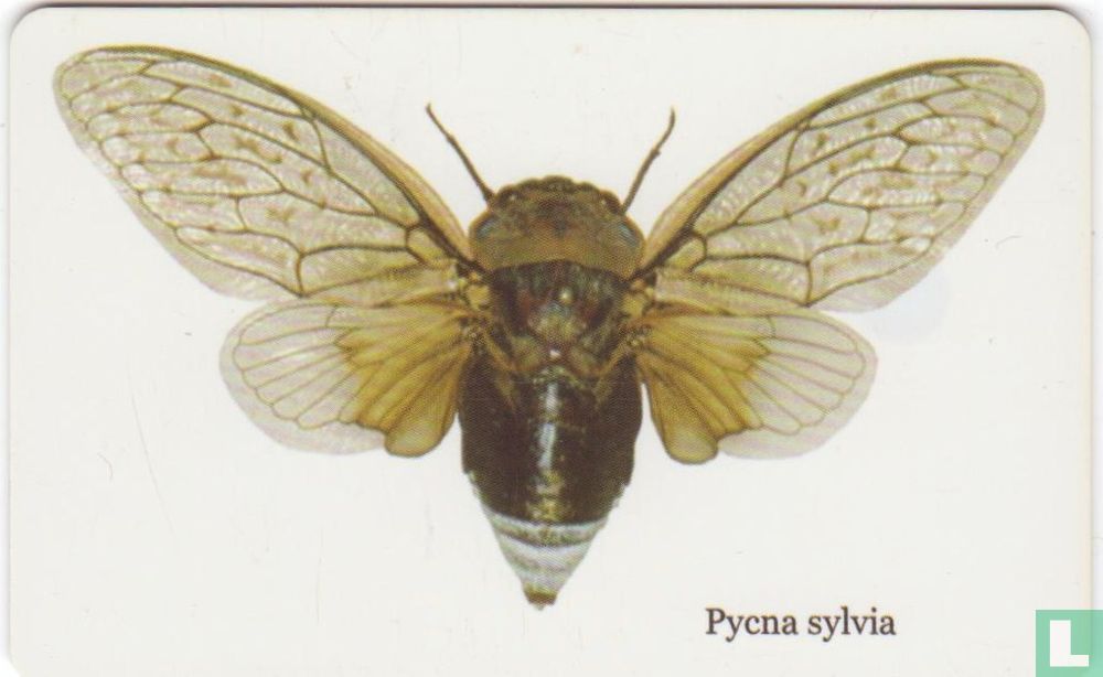 Pycna Sylvia
