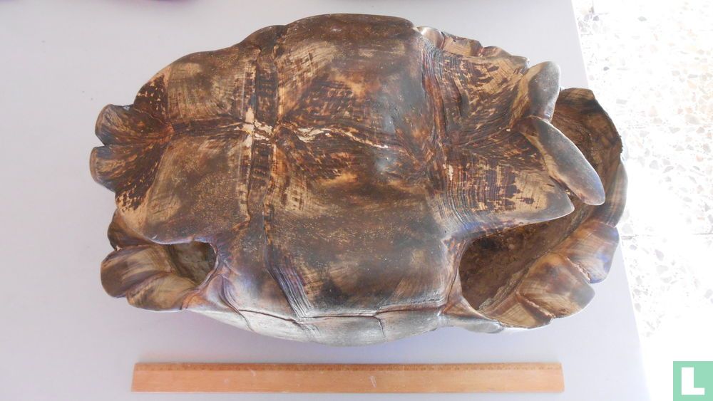 Luipaardschildpad