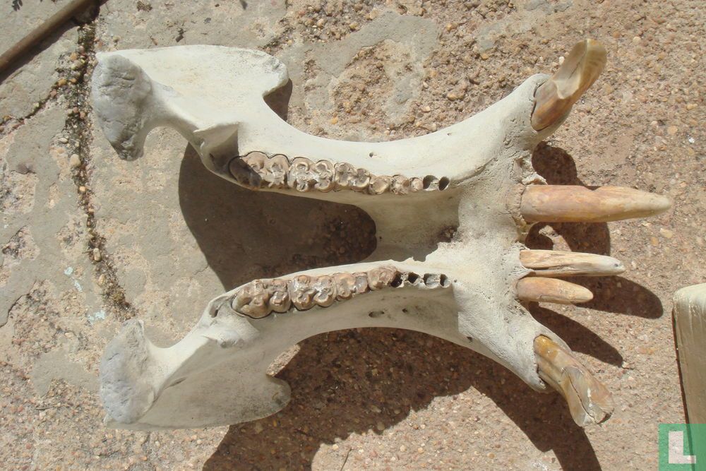 Schedel Nijlpaard - Hippopotamus