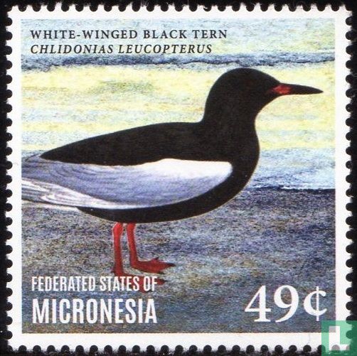 Sea Birds