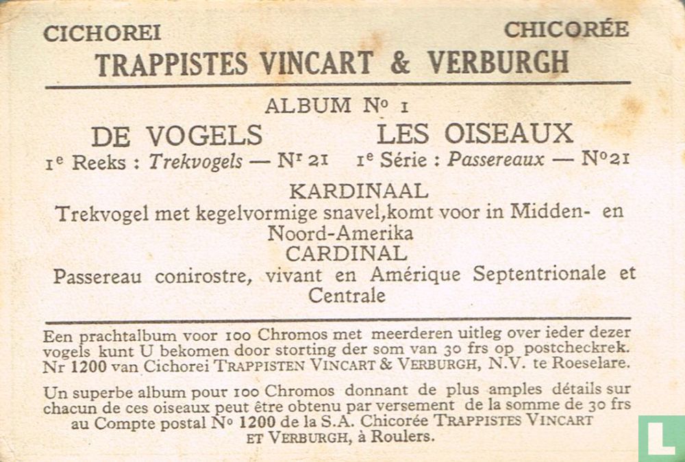 Kardinaal / Cardinal